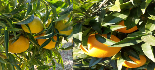 mixto mandarina-naranja